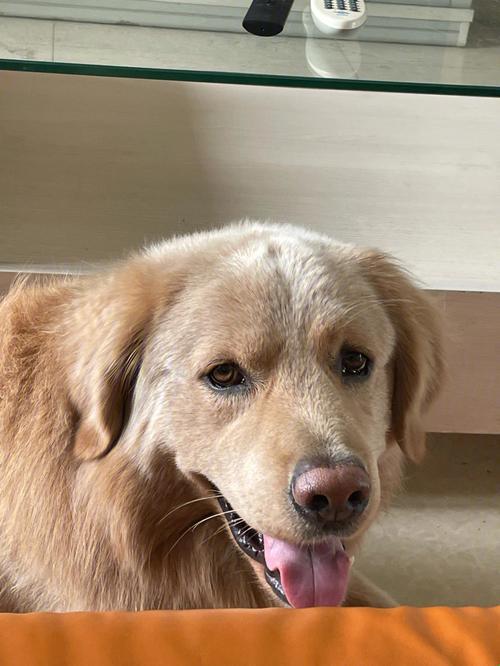 "炽热奇观,犬界翘楚的新篇章"