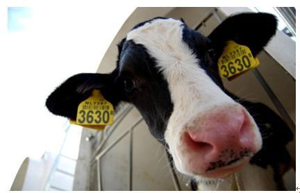 "科技江湖:马畜禽翻译风波,网民争相吐槽"