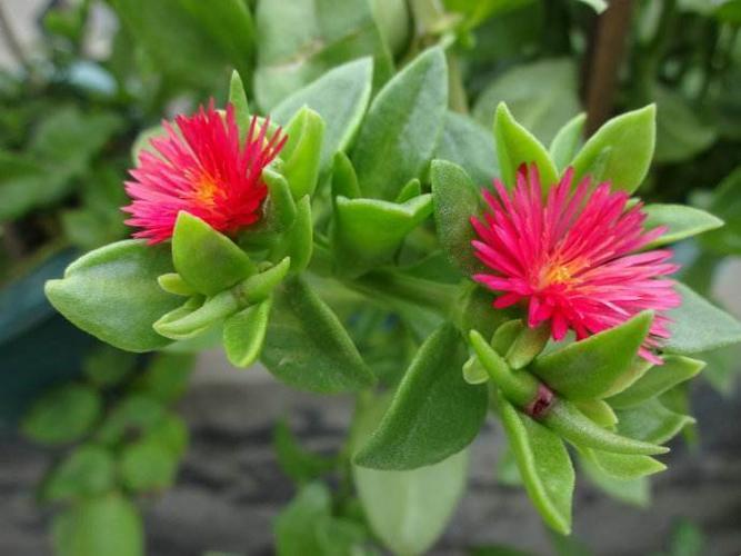 "寀小花rb"江湖险恶,看我“优质攻略”笑傲江湖