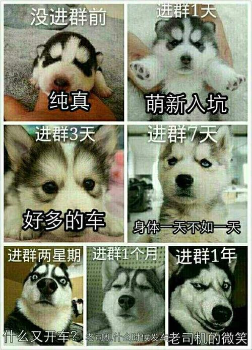 “新疆炫酷XL196”:网民间谍战,笑谈科技新焦点