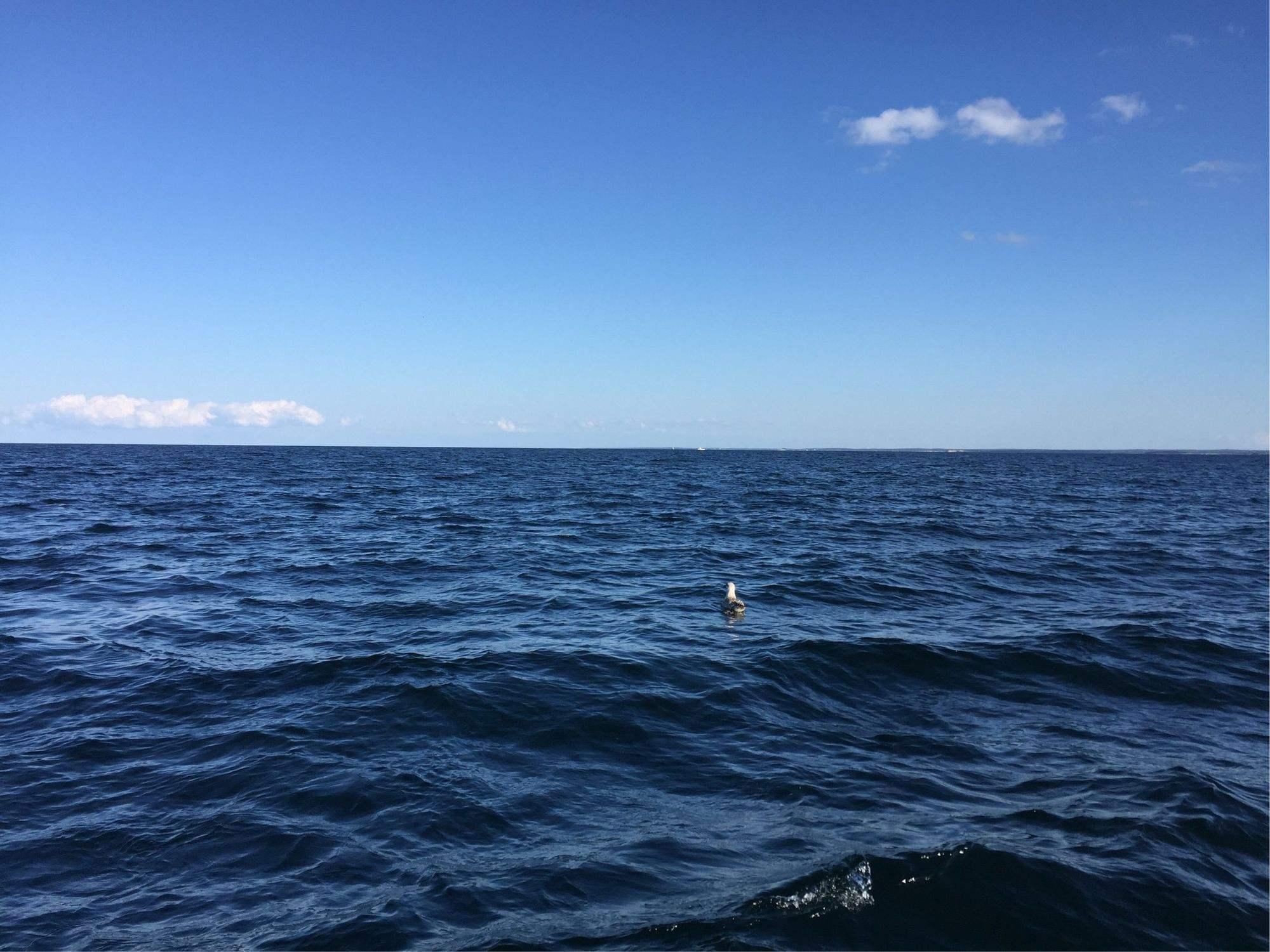 嘿!大西洋海域,科技新星“闹海”啦!