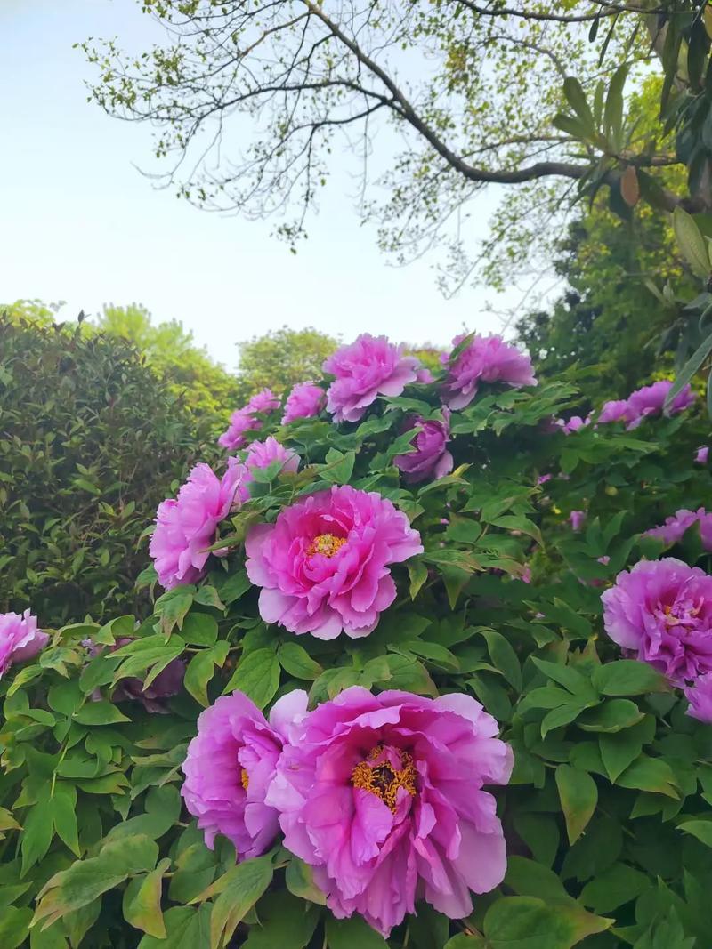 “破记录”的四月天,科技里的“亭亭玉立”