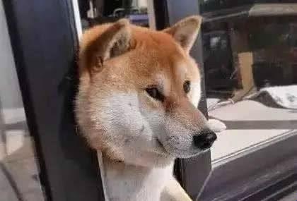 "狗疼潮"来袭,科技圈新宠儿