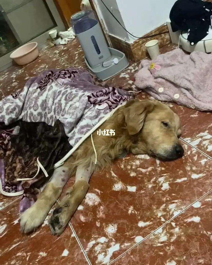 《狗带困境:笑谈自救那些事儿》