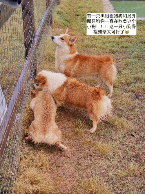 “ZOOMSERVO兽狗牧场”:披着科技皮的网红打卡地