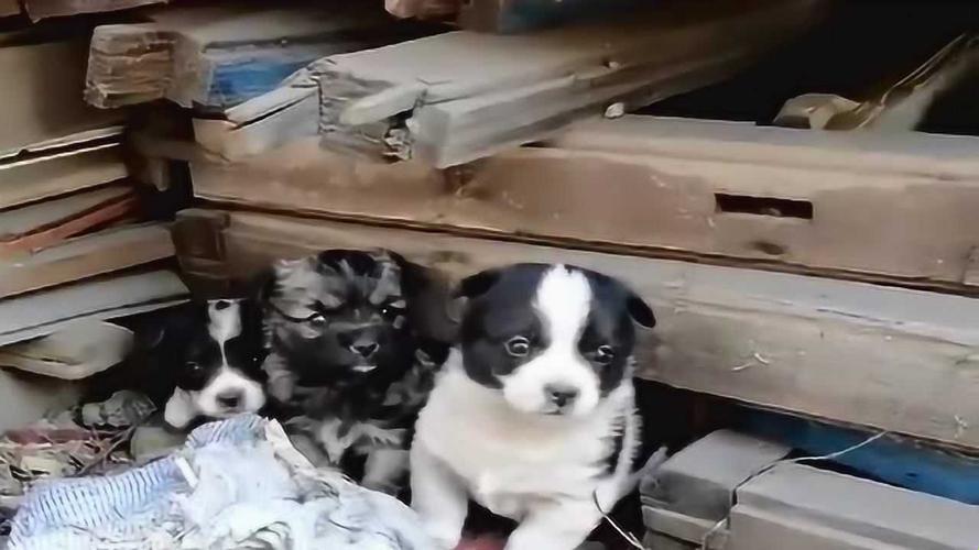 "废厂狗影:小与犬辈的科技狂想曲"