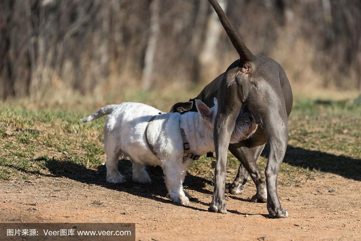 "禽狗杂交?创新还是玩火!"