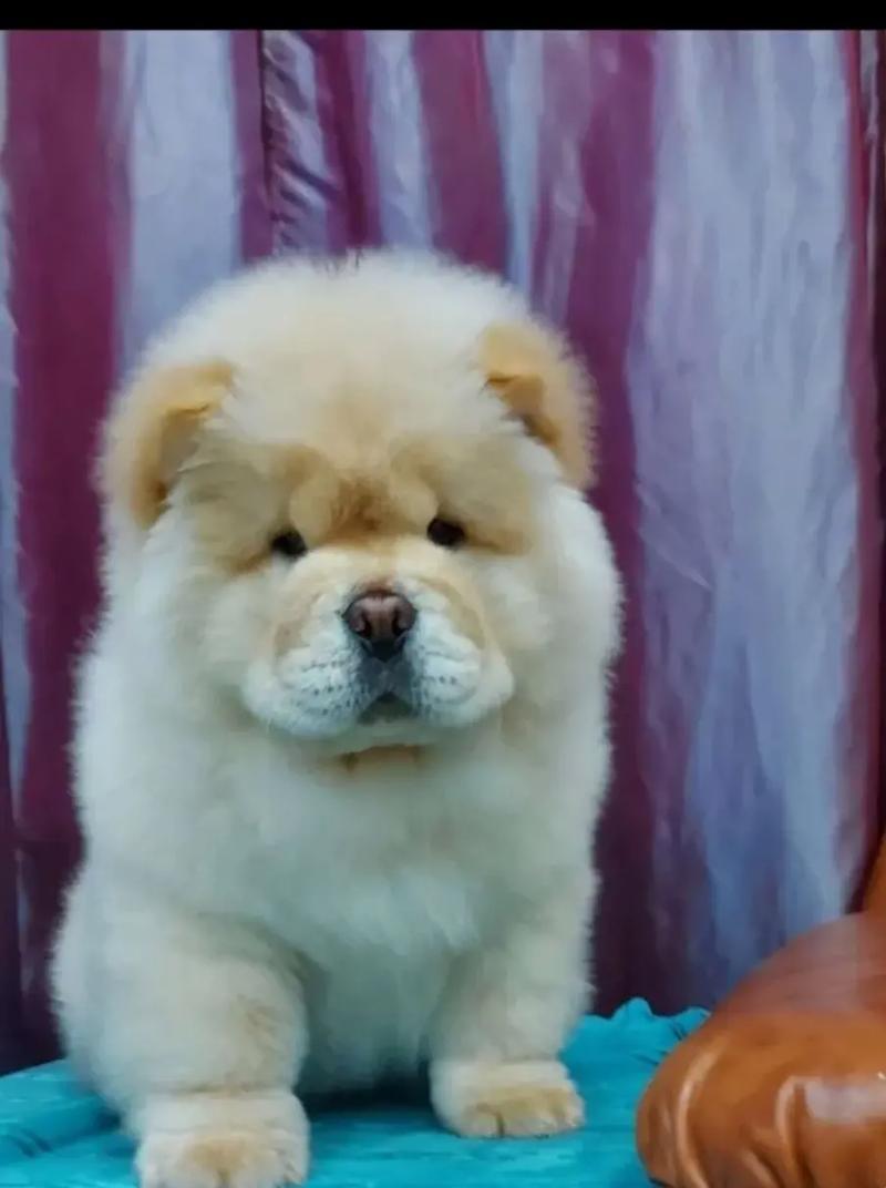 “俄罗斯松狮犬舍‘名’噪一时,科技视角下的讽刺大戏”