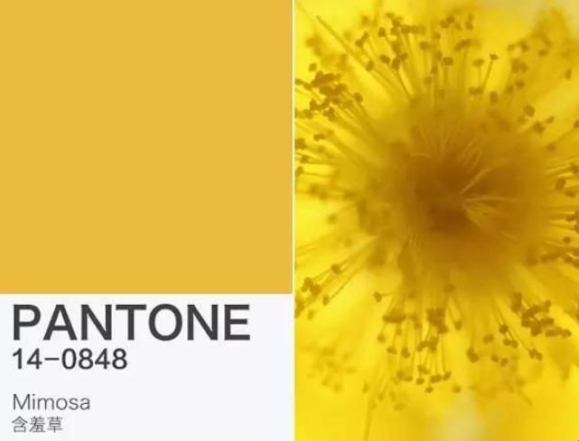 “含羞草黄”,潮流新宠儿?