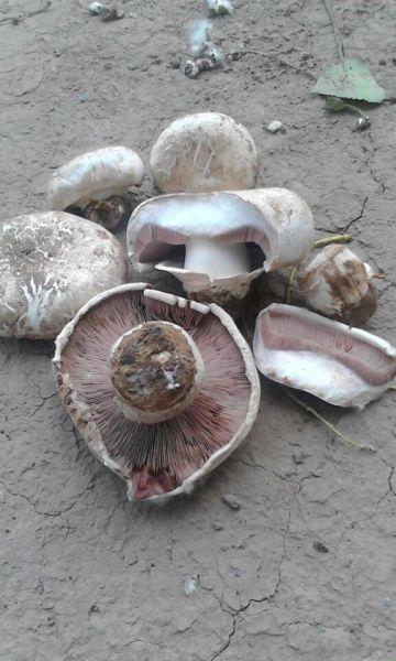 蘑菇MOGULA?这不是潮流,这是闹剧!