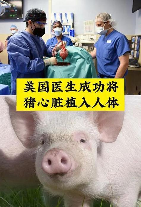 《基因狂欢:猪兄弟助力,美利坚的新时代》