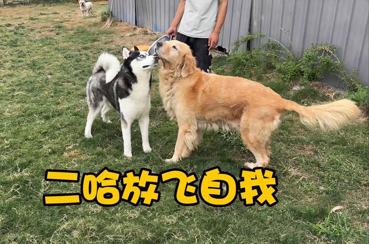 飞奔的双胞胎二哈:齐琳齐娜,网潮下的逸事新编