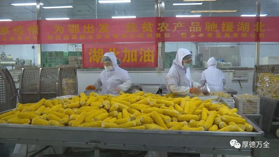 “狂拽玉米”工地秀甜蜜,创新狂潮全民High起来