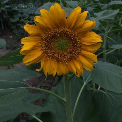 嘿,听说没?向日葵也来“吃瓜”啦!