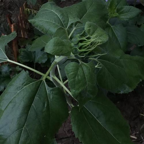 嘿,听说没?向日葵也来“吃瓜”啦!