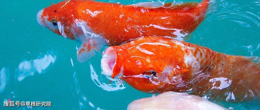 "吸水锦鲤，玩转科技巅峰：笑谈突破极限的奇葩之旅"